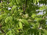 Sorbus aucuparia. Ветви с распускающимся соцветием. Санкт-Петербург, 25 мая 2009 г.