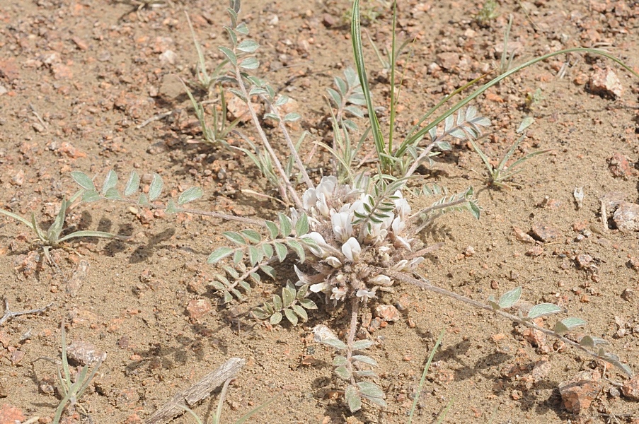 Image of Astragalus scabrisetus specimen.