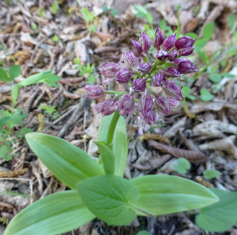 Image of Orchis purpurea ssp. caucasica specimen.