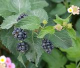 Lantana camara