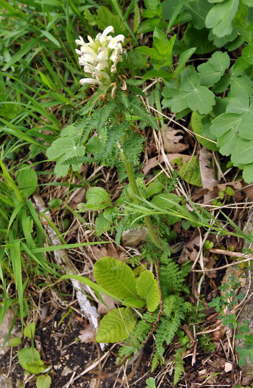 Изображение особи Pedicularis sibthorpii.