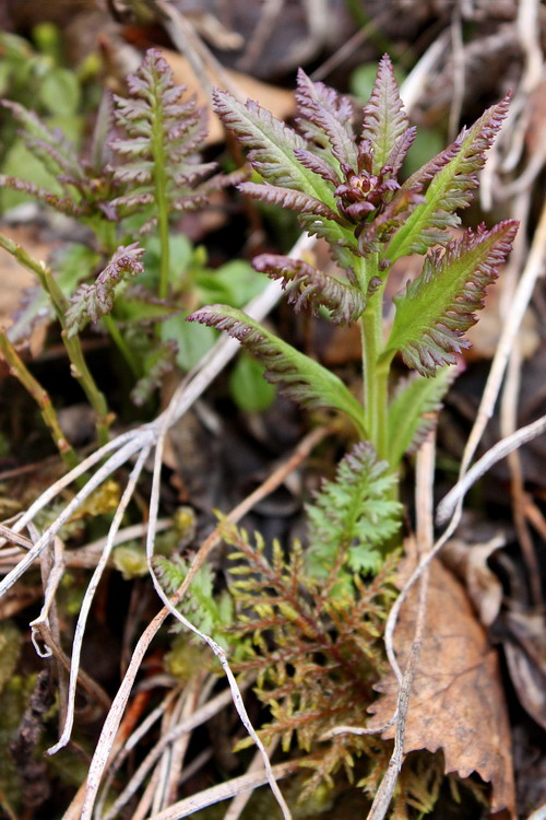 Изображение особи Pedicularis lapponica.