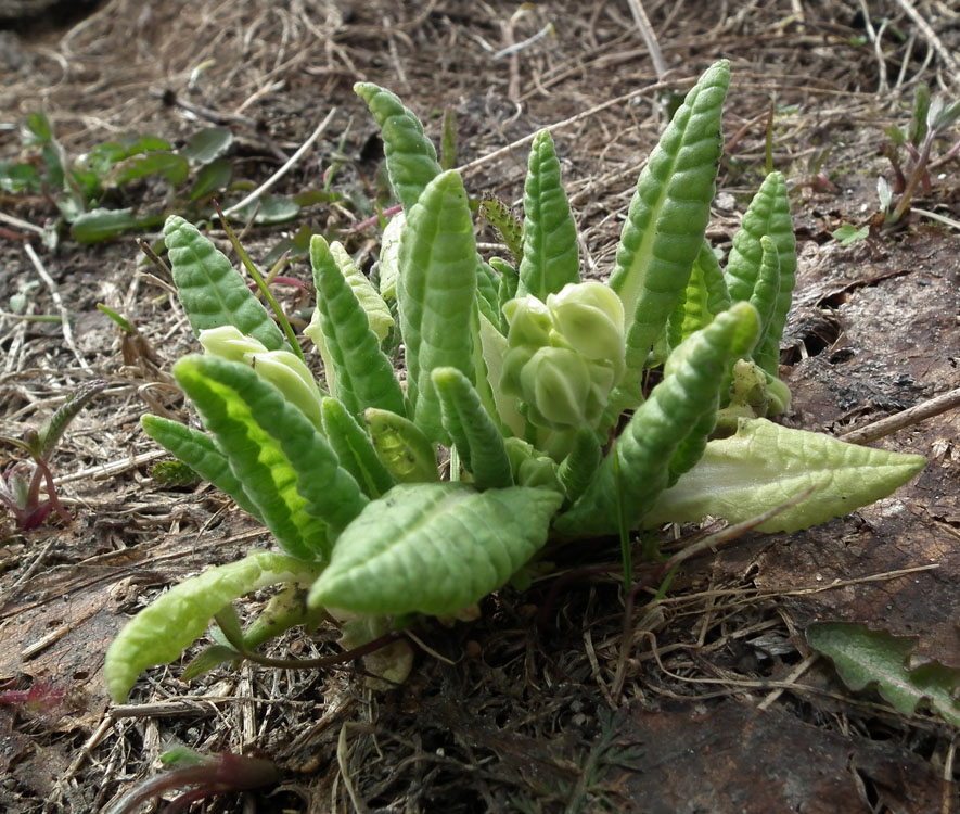 Image of Primula macrocalyx specimen.