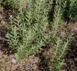 Perovskia atriplicifolia. Вегетирующие растения. Германия, г. Дюссельдорф, Ботанический сад университета. 02.06.2014.