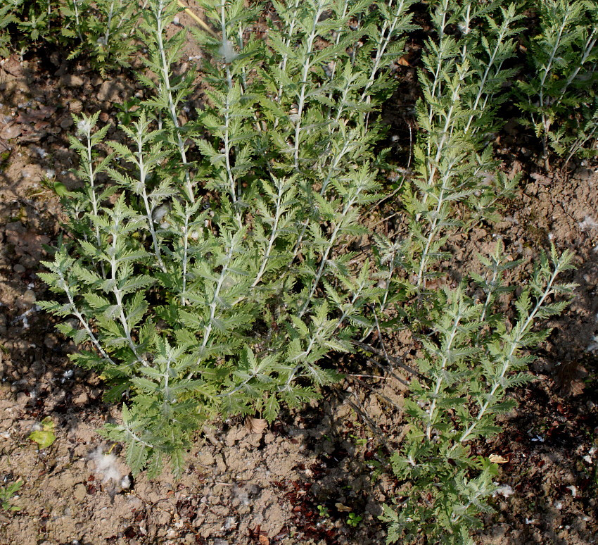 Изображение особи Perovskia atriplicifolia.