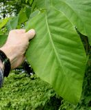 Magnolia acuminata. Лист. Германия, г. Дюссельдорф, Ботанический сад университета. 02.06.2014.