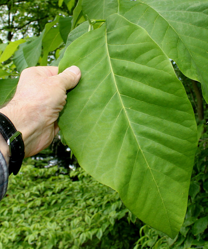 Image of Magnolia acuminata specimen.