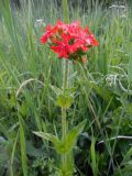 Lychnis chalcedonica
