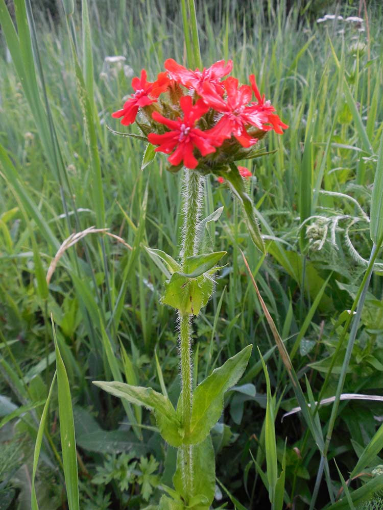 Изображение особи Lychnis chalcedonica.