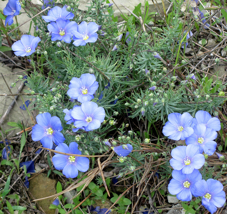 Image of Linum squamulosum specimen.