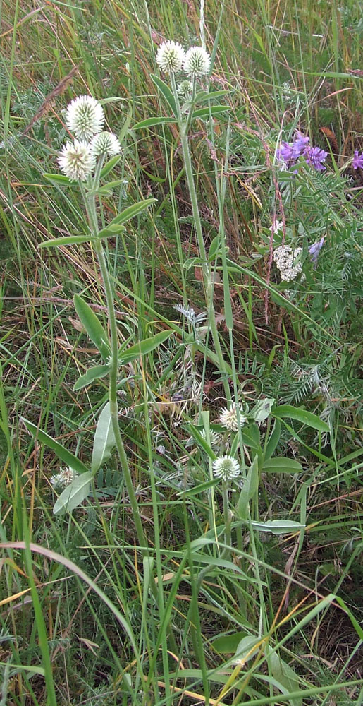 Image of Trifolium montanum specimen.