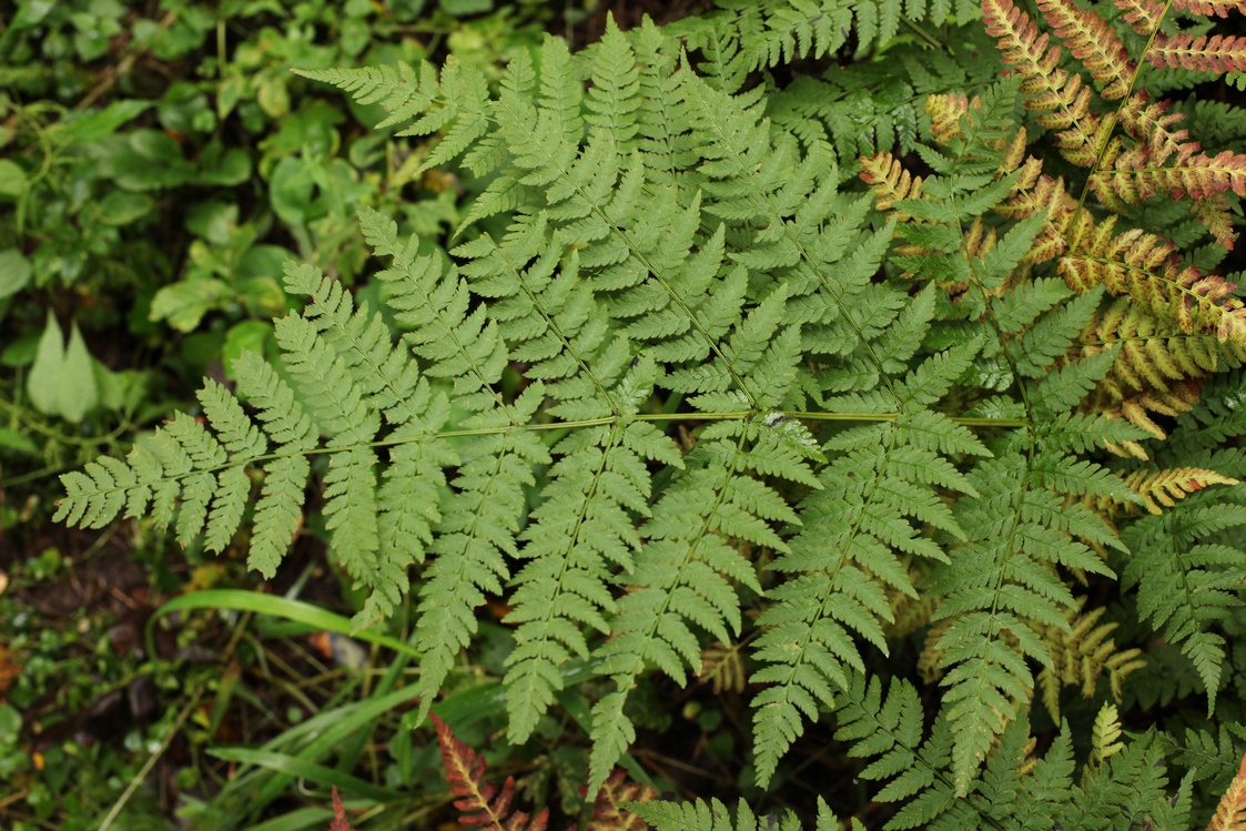 Изображение особи Dryopteris expansa.