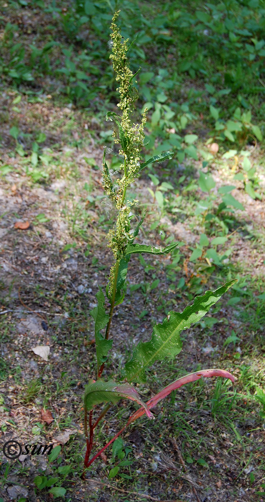 Изображение особи Rumex stenophyllus.