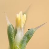 Salsola tragus