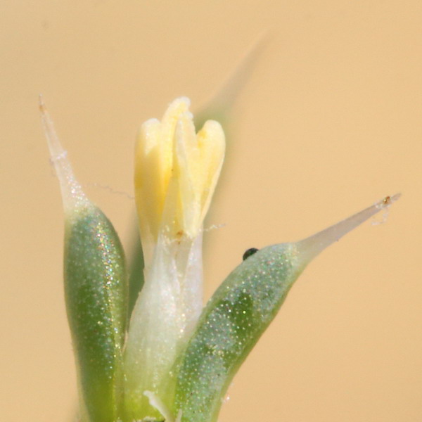 Изображение особи Salsola tragus.