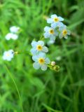 Myosotis palustris