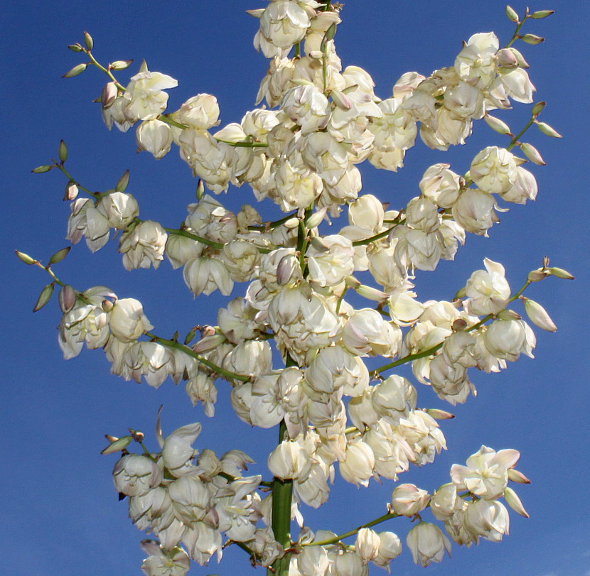 Изображение особи Yucca filamentosa.