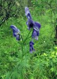 Aconitum baicalense