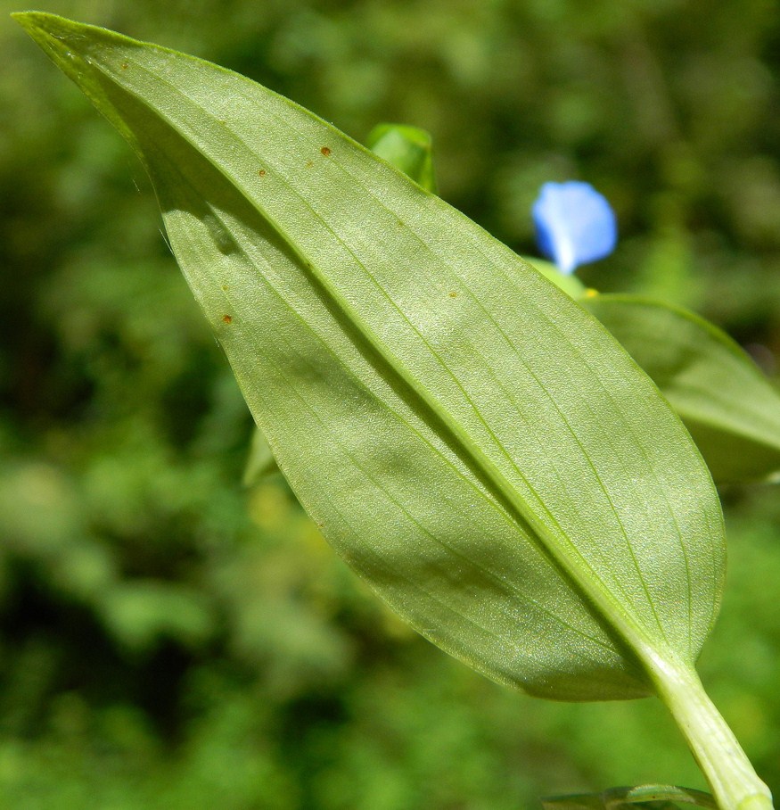 Изображение особи Commelina communis.