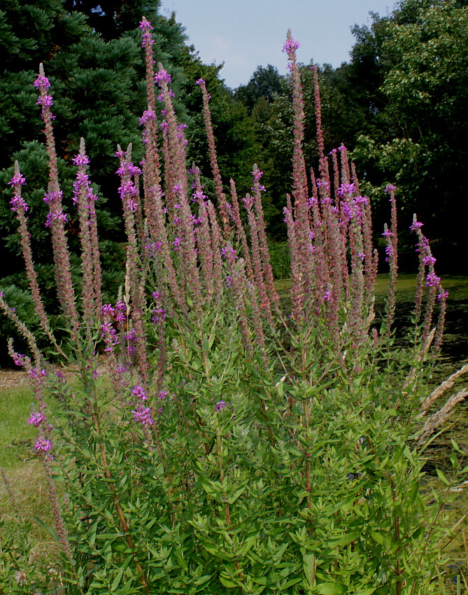 Image of Lythrum salicaria specimen.