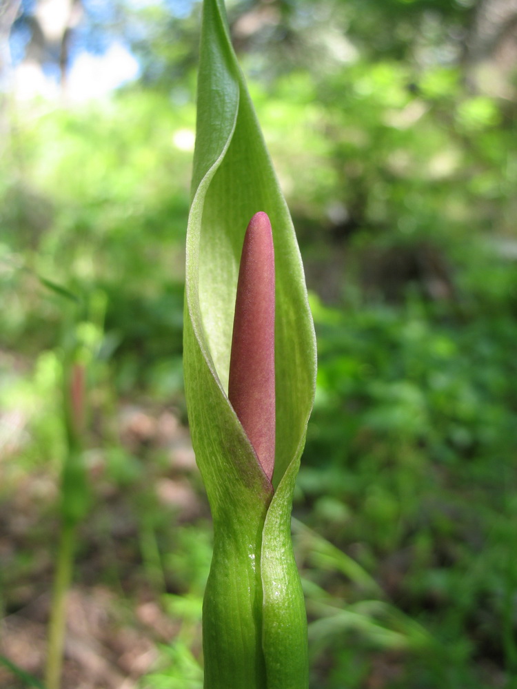 Изображение особи Arum korolkowii.