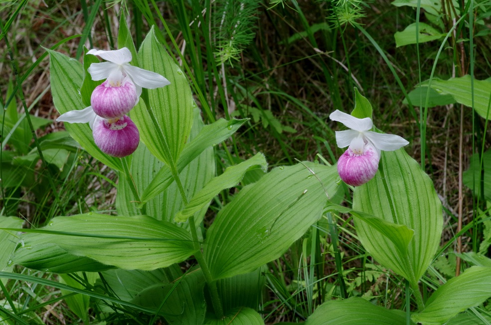 Изображение особи Cypripedium reginae.