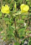 Oenothera rubricaulis