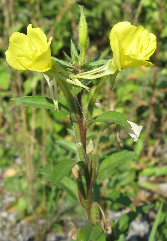 Изображение особи Oenothera rubricaulis.