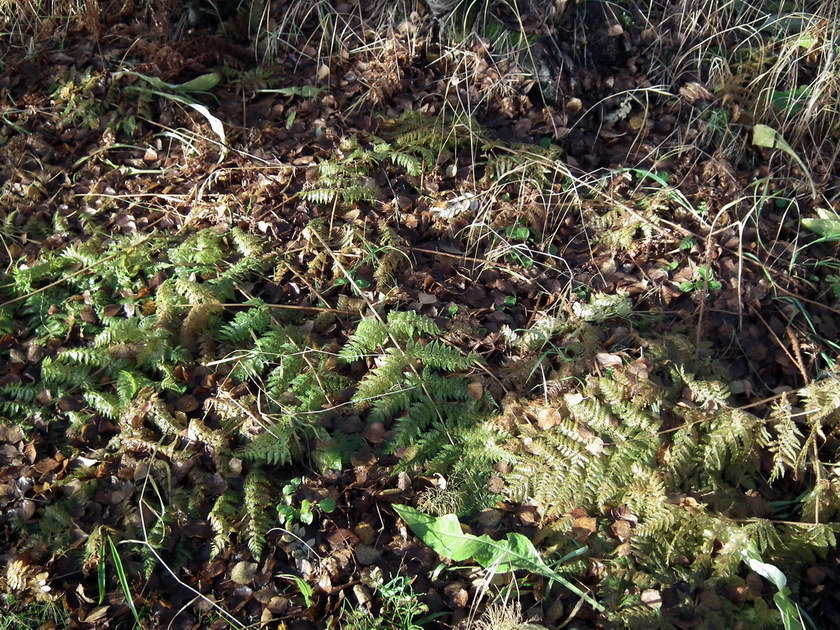 Image of Dryopteris assimilis specimen.