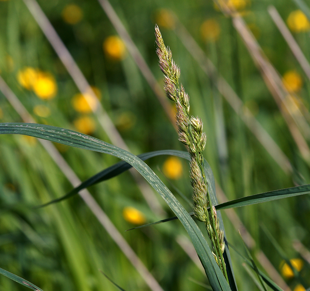 Image of Dactylis glomerata specimen.