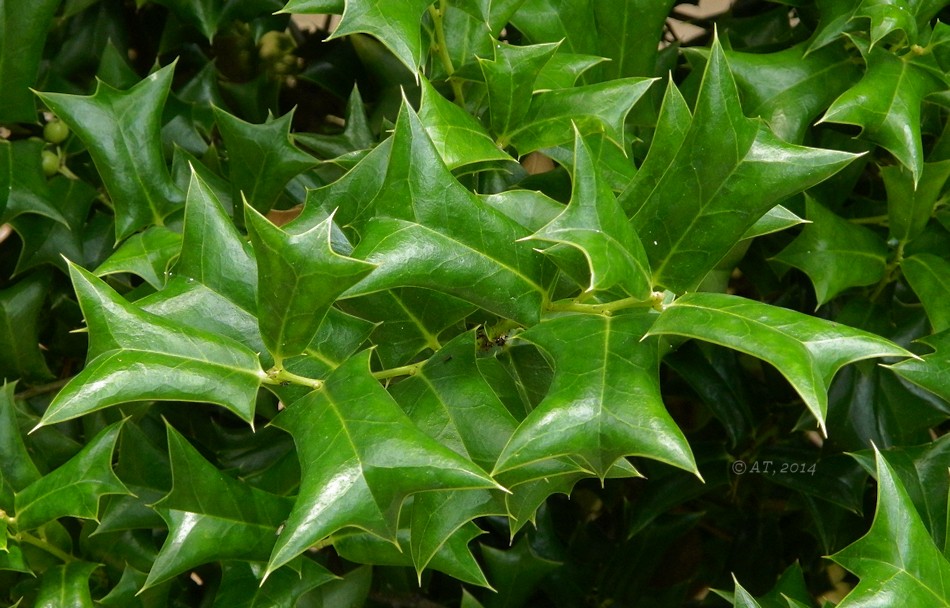 Изображение особи Ilex cornuta.