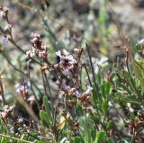 Limonium suffruticosum. Верхушки побегов и соцветия с \"закукленными\" от жары колосками, отчасти процвётшими и с цветками. Казахстан, Павлодарская обл., 3 км восточнее с. Ямышевское на правом берегу Иртыша, высокий северный берег Солёного Ямышевского озера; автоморфный галофильнополукустарничковый [Anabasis salsa + Atriplex cana] полидоминантный солончак на глинистых выходах в средней части борта озёрной котловины. 9 августа 2012 г.