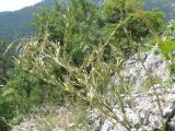Scariola viminea. Расцветающее растение. Крым, Ялта, ущелье Уч-Кош. 05.08.2009.