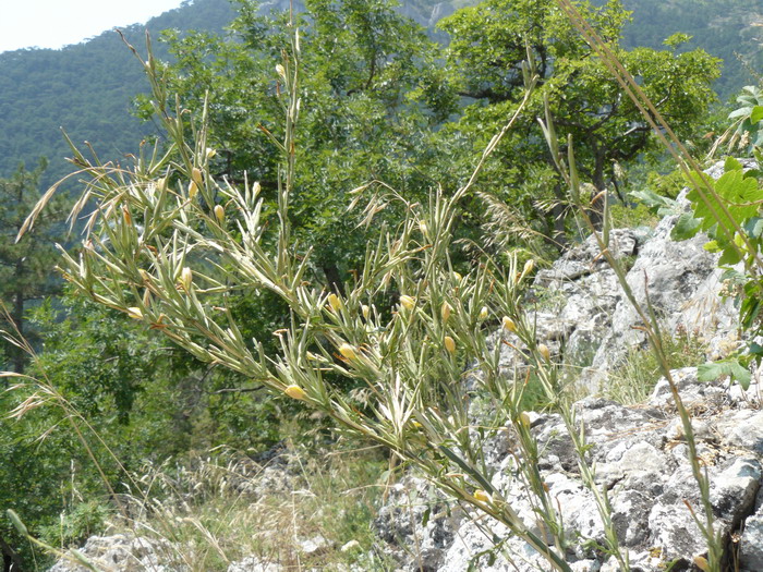Image of Scariola viminea specimen.