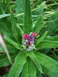 Cynoglossum officinale