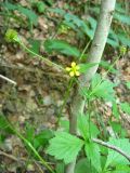 Geum urbanum. Верхняя часть растения с цветком и завязавшимися плодами. Алтайский край, Третьяковский р-н, окр. с. Екатерининское. 08.06.2008.