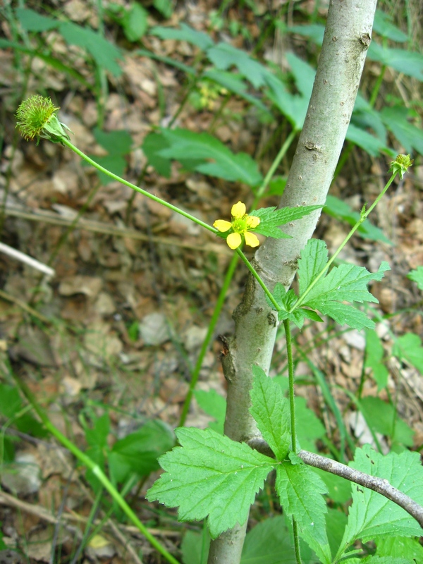 Изображение особи Geum urbanum.