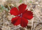 Dianthus vladimiri