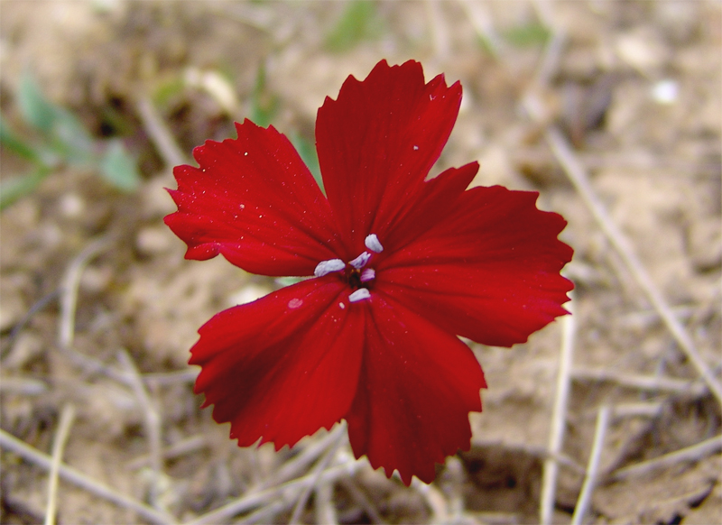 Изображение особи Dianthus vladimiri.