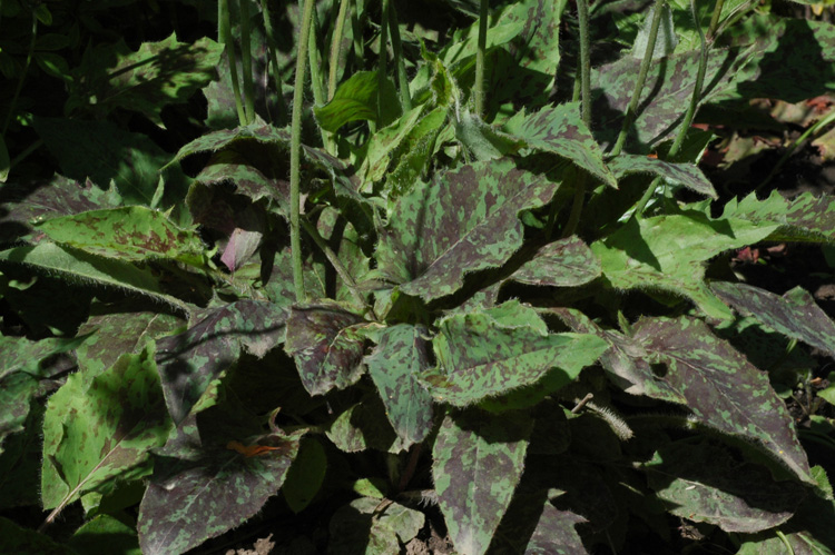 Image of Hieracium maculatum specimen.