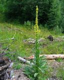 Verbascum thapsus