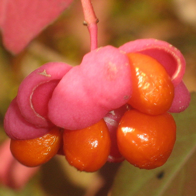 Image of Euonymus europaeus specimen.