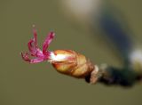 Corylus avellana. Женская цветочная почка. Московская обл., Раменский р-н, окр. дер. Хрипань. 27.04.2009.