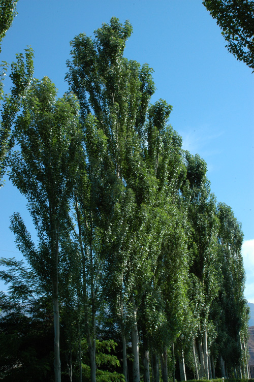 Image of Populus alba specimen.