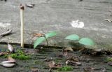Syringa persica