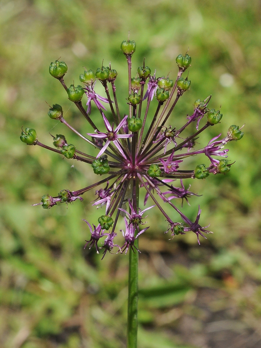 Image of Allium sarawschanicum specimen.