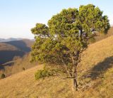 Juniperus foetidissima. Взрослое дерево. Краснодарский край, м/о г. Геленджик, окр. пос. Кабардинка, гора Безумная, юго-западный склон. 03.11.2014.