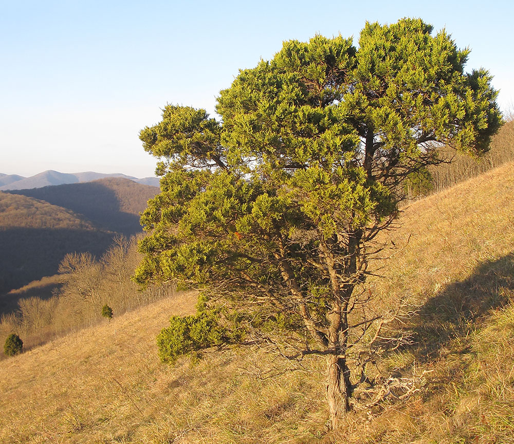 Image of Juniperus foetidissima specimen.