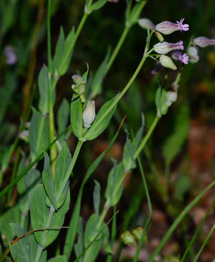 Image of Silene behen specimen.