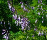 Hosta albomarginata. Соцветия. Московская обл., Раменский р-н, окр. дер. Хрипань, садовый участок. 14.07.2015.